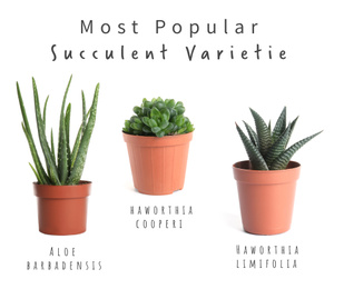 Image of Most popular succulent varieties. Houseplants and names on white background