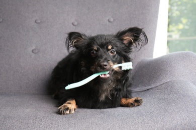 Photo of Long haired dog with toothbrush lying on sofa indoors