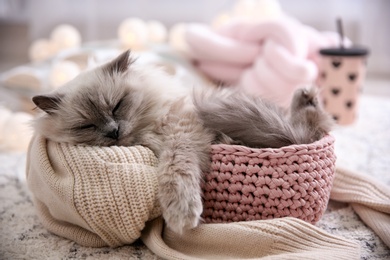 Photo of Cute cat in basket at home. Warm and cozy winter