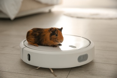 Modern robotic vacuum cleaner and guinea pig on floor at home