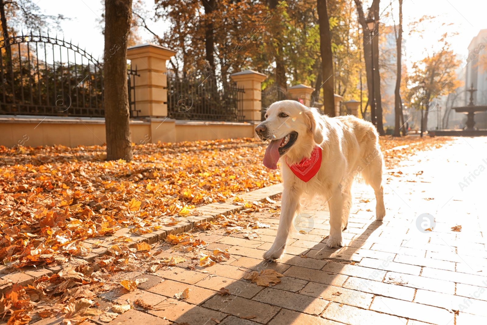 Photo of Funny Golden retriever in sunny autumn park