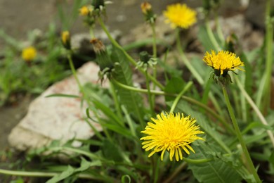 Yellow dandelion flowers with green leaves growing outdoors, closeup