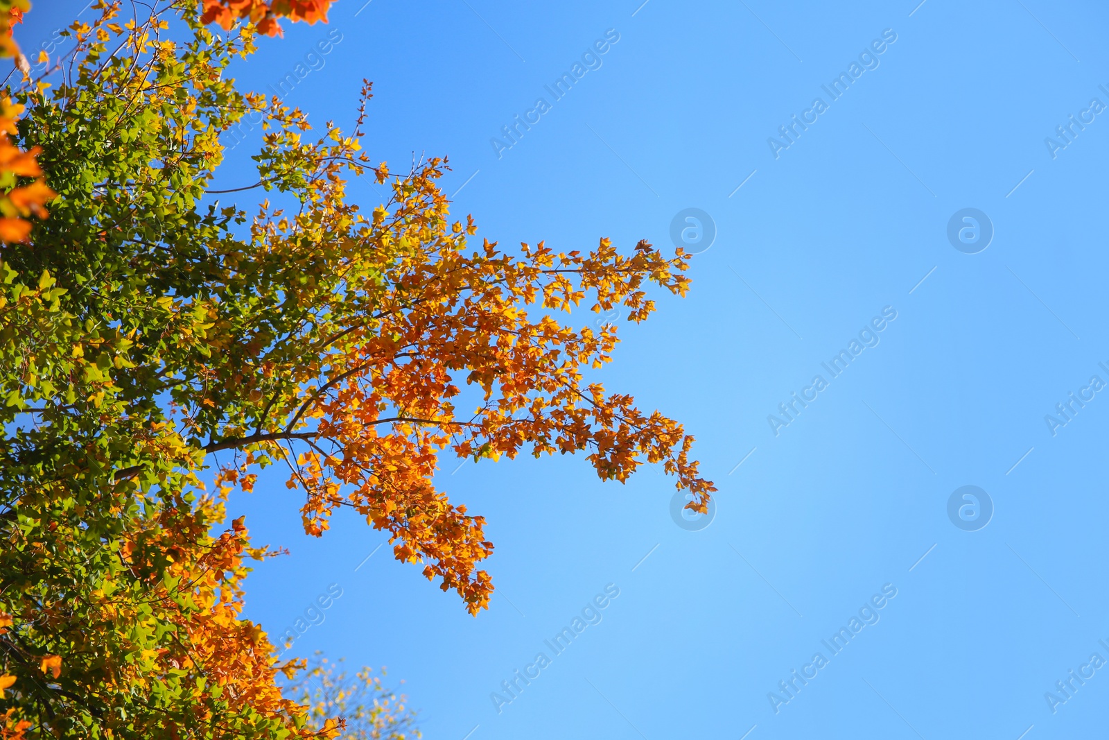 Photo of Branches with autumn leaves against blue sky on sunny day. Space for text