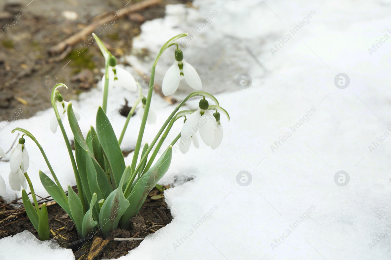 Photo of Beautiful blooming snowdrops growing outdoors, space for text. Spring flowers