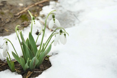 Beautiful blooming snowdrops growing outdoors, space for text. Spring flowers