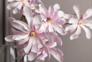 Photo of Magnolia tree branches with beautiful flowers in vase on grey background, closeup