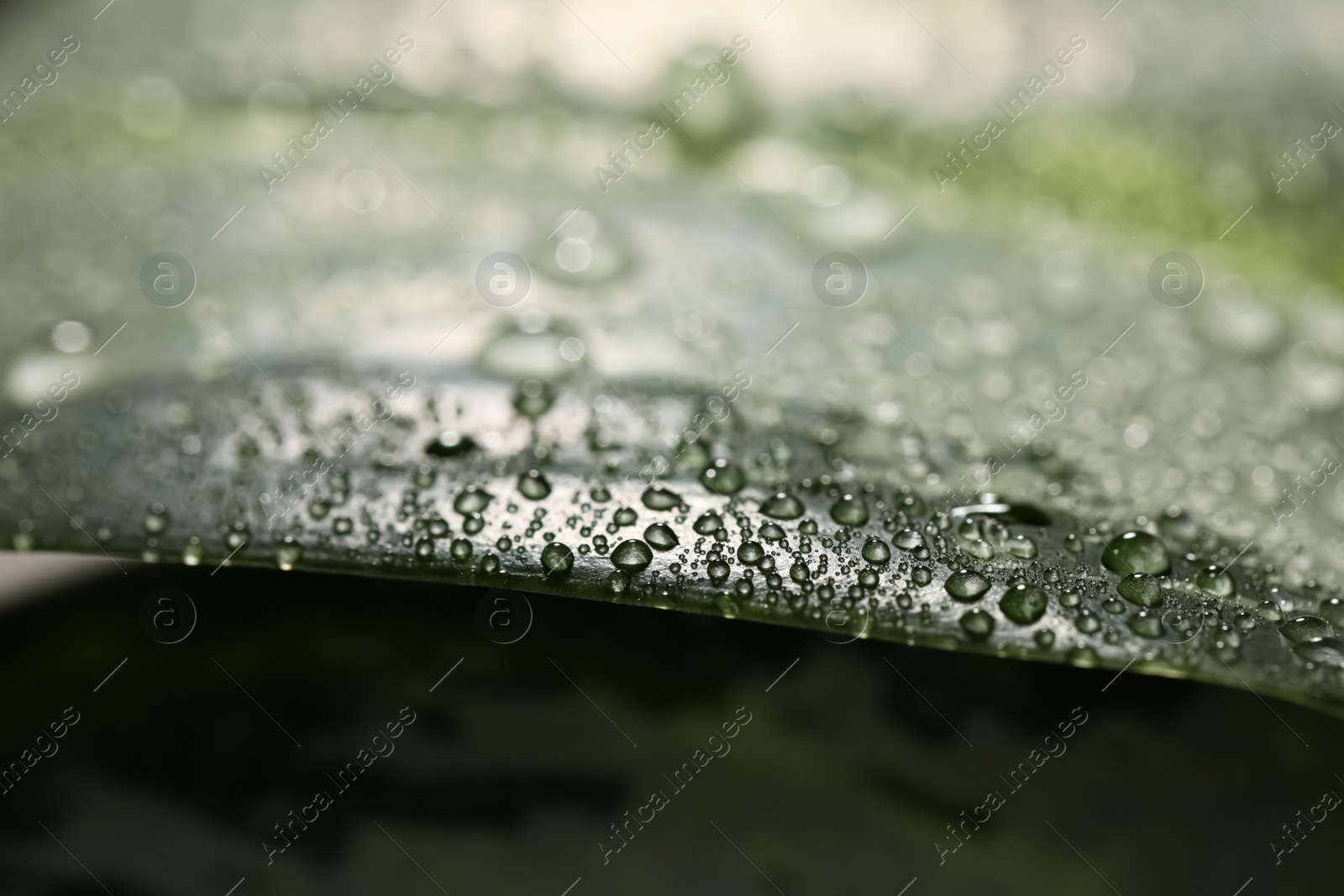 Photo of Closeup view of beautiful green leaf with dew drops