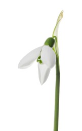 Beautiful snowdrop isolated on white. Spring flower