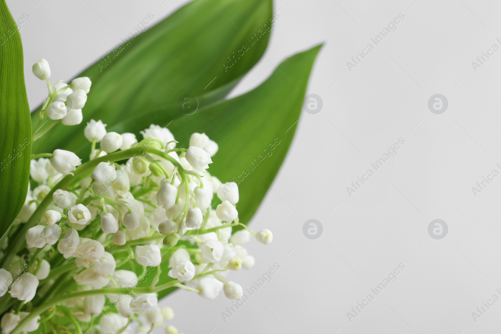 Photo of Beautiful lily of the valley flowers with leaves on light grey background, closeup. Space for text