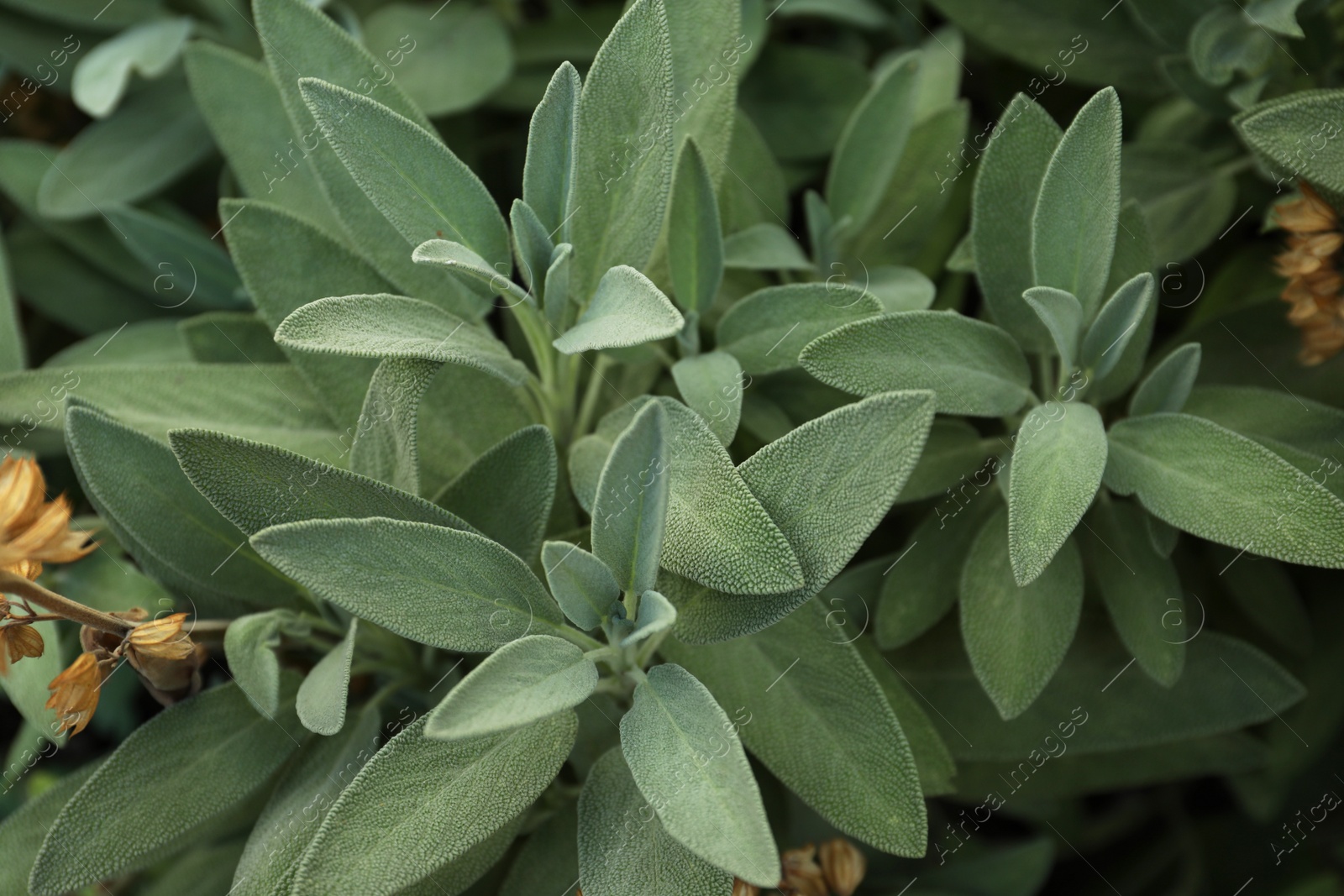 Photo of Beautiful sage with green leaves growing outdoors, closeup