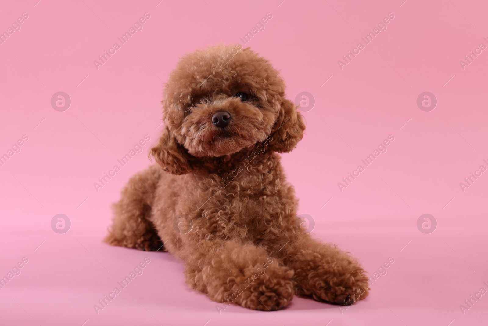 Photo of Cute Maltipoo dog on pink background. Lovely pet