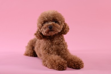 Photo of Cute Maltipoo dog on pink background. Lovely pet