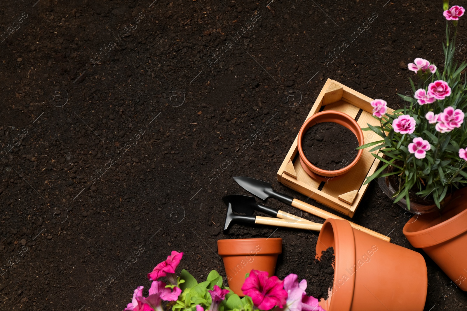 Photo of Flat lay composition with gardening tools and flowers on soil, space for text