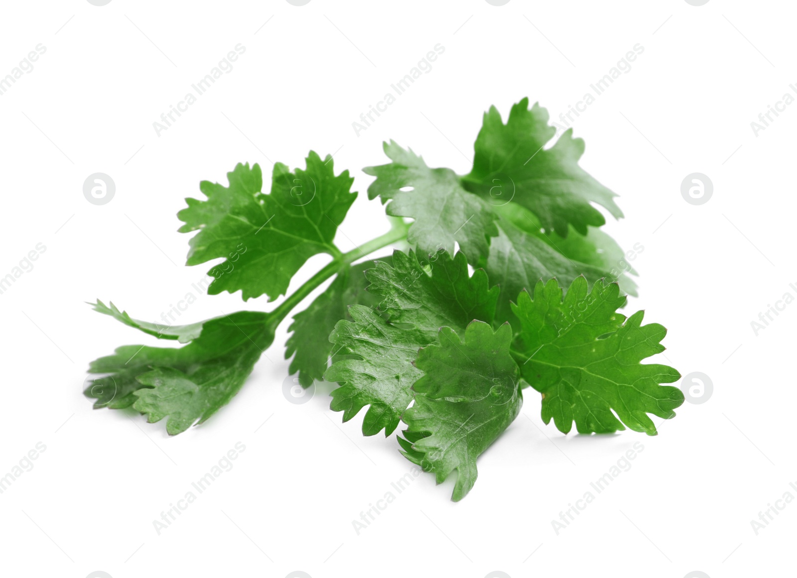 Photo of Fresh green coriander leaves on white background