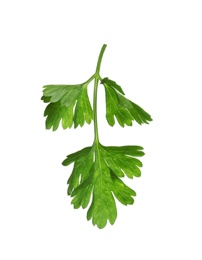 Fresh green organic parsley on white background