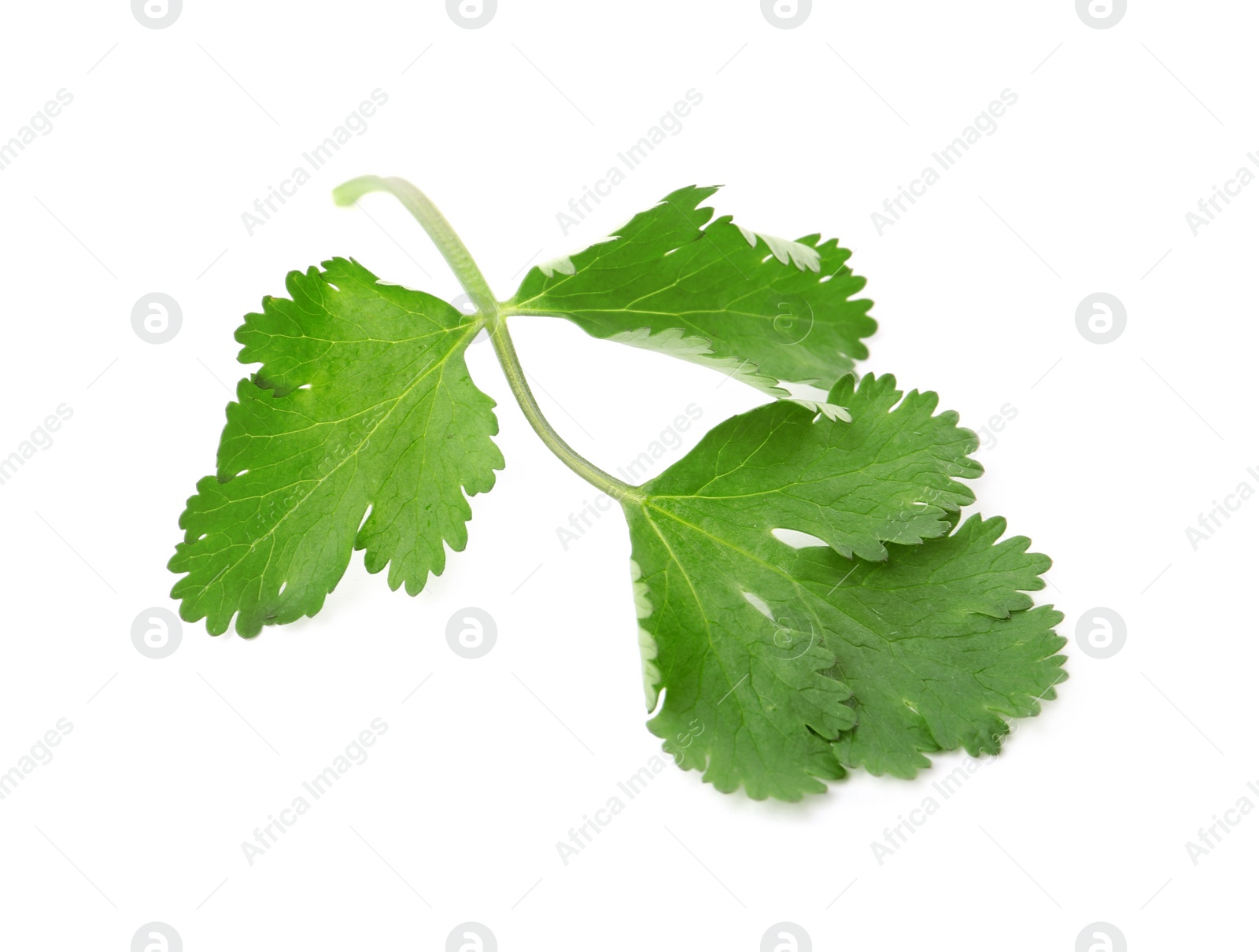 Photo of Aromatic fresh green cilantro isolated on white