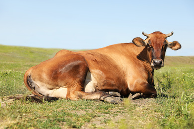 Photo of Beautiful brown cow outdoors on sunny day. Animal husbandry