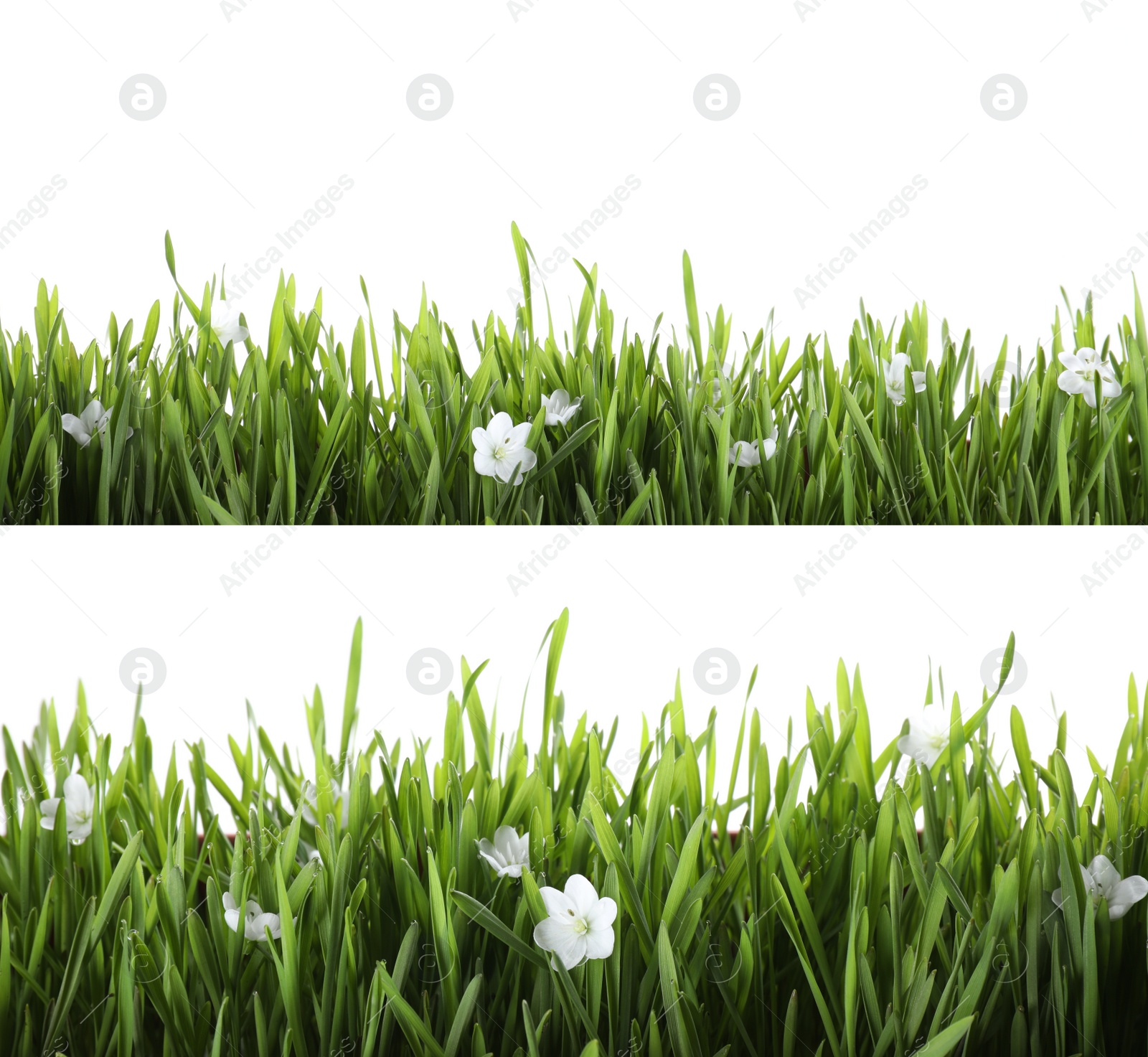 Image of Collage of fresh green grass with flowers on white background. Spring season