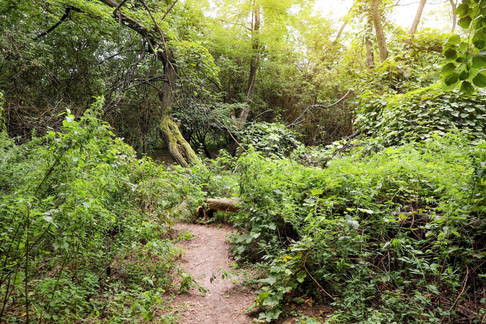 Photo of Picturesque view of path through green forest