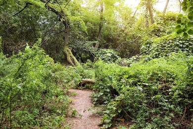 Picturesque view of path through green forest