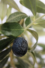 Photo of Fresh ripe olive and green leaves on blurred background, closeup