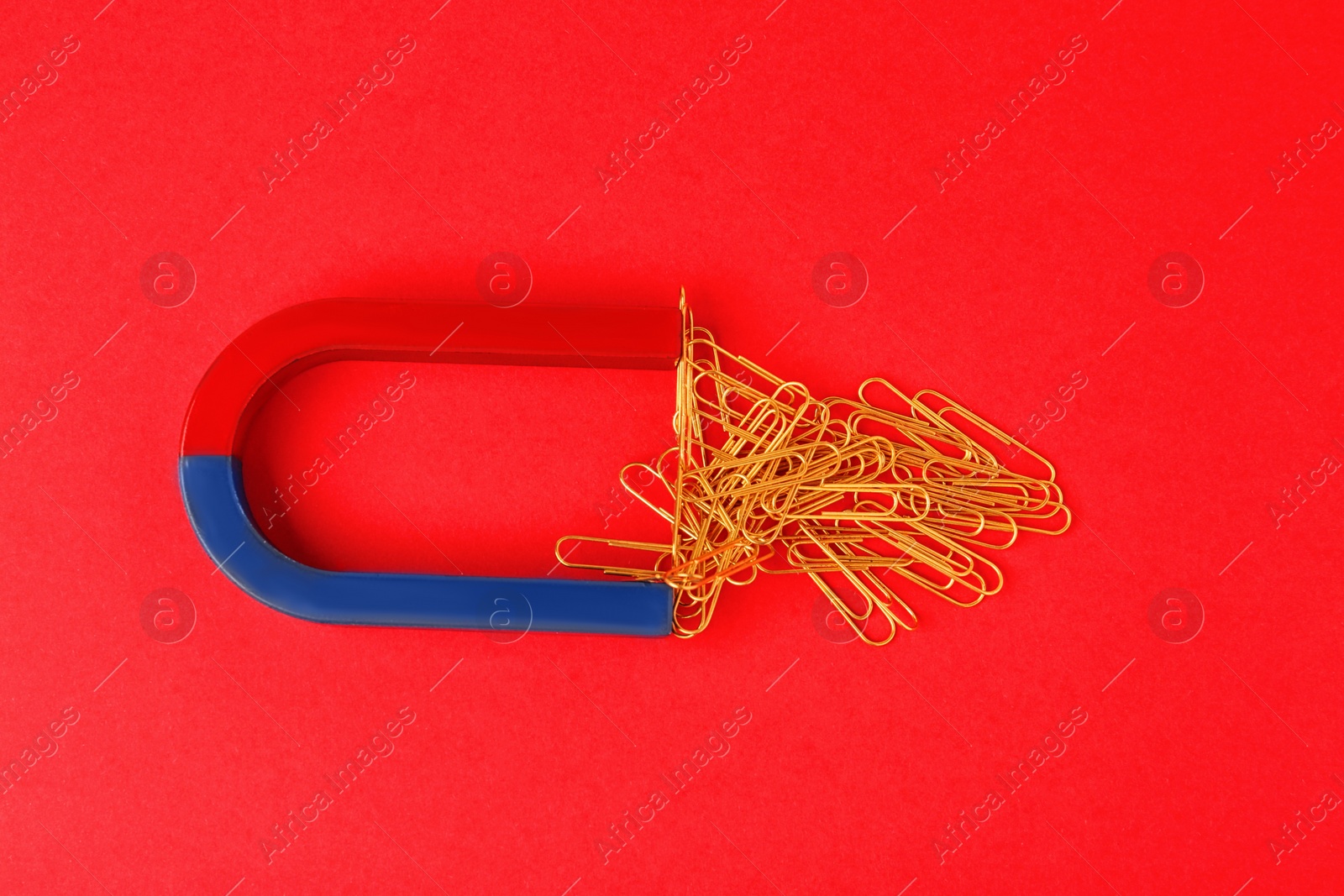 Photo of Magnet attracting paper clips on red background, flat lay