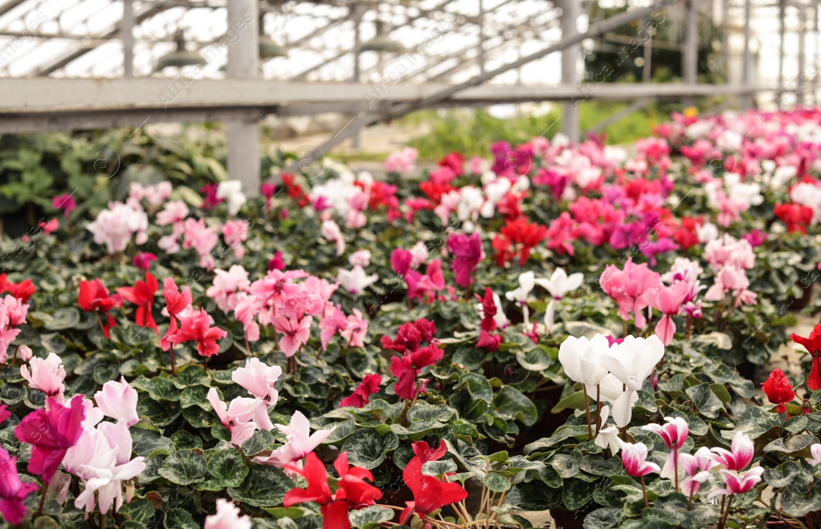 Photo of Many potted blooming flowers in greenhouse. Home gardening