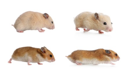 Image of Set with cute funny hamsters on white background. Banner design