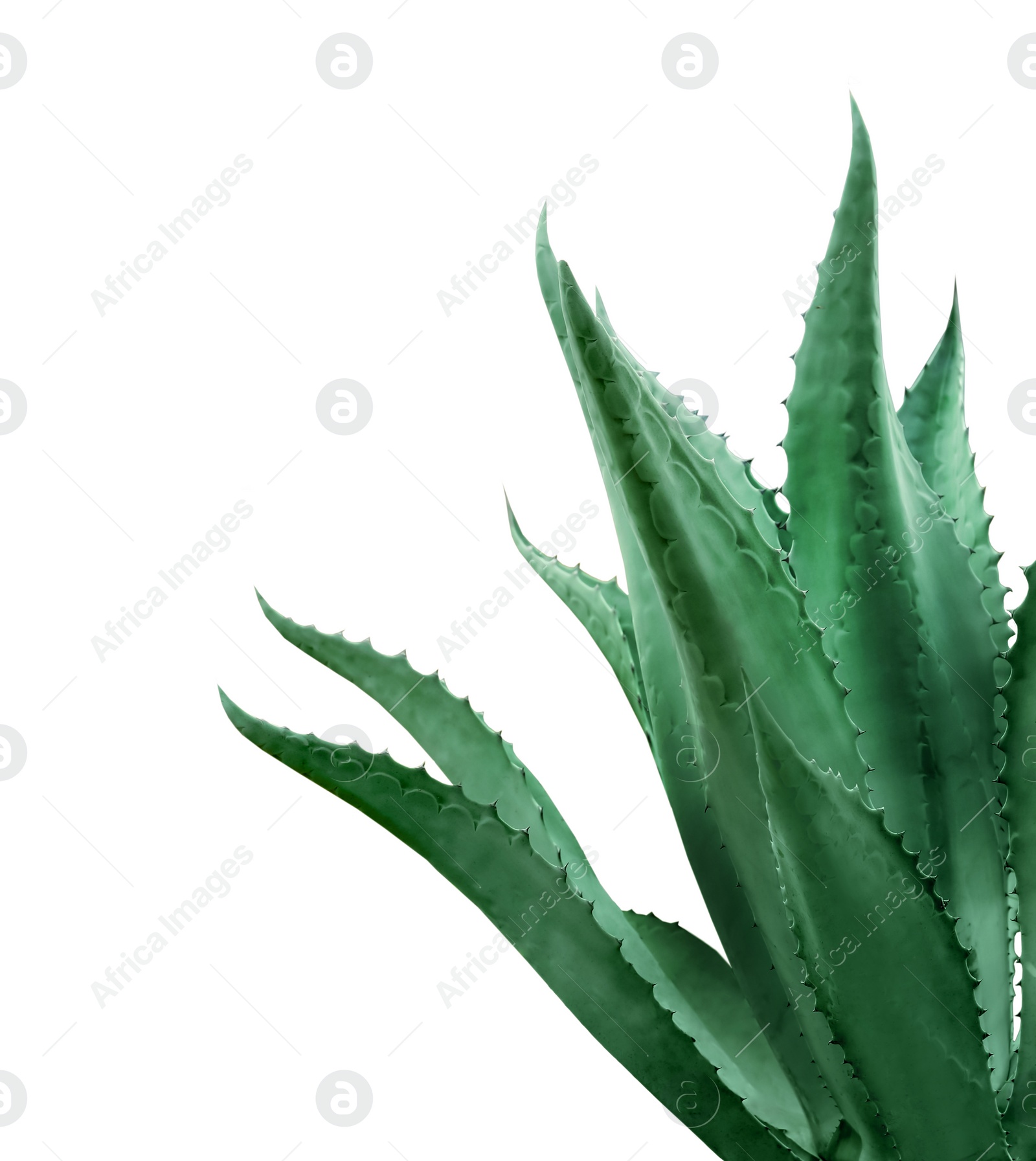 Image of Beautiful green agave plant on white background
