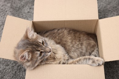 Photo of Cute fluffy cat in cardboard box on carpet, above view