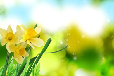 Image of Beautiful blooming yellow daffodils outdoors on sunny day, space for text