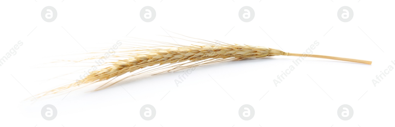 Photo of Spikelet on white background. Healthy grains and cereals