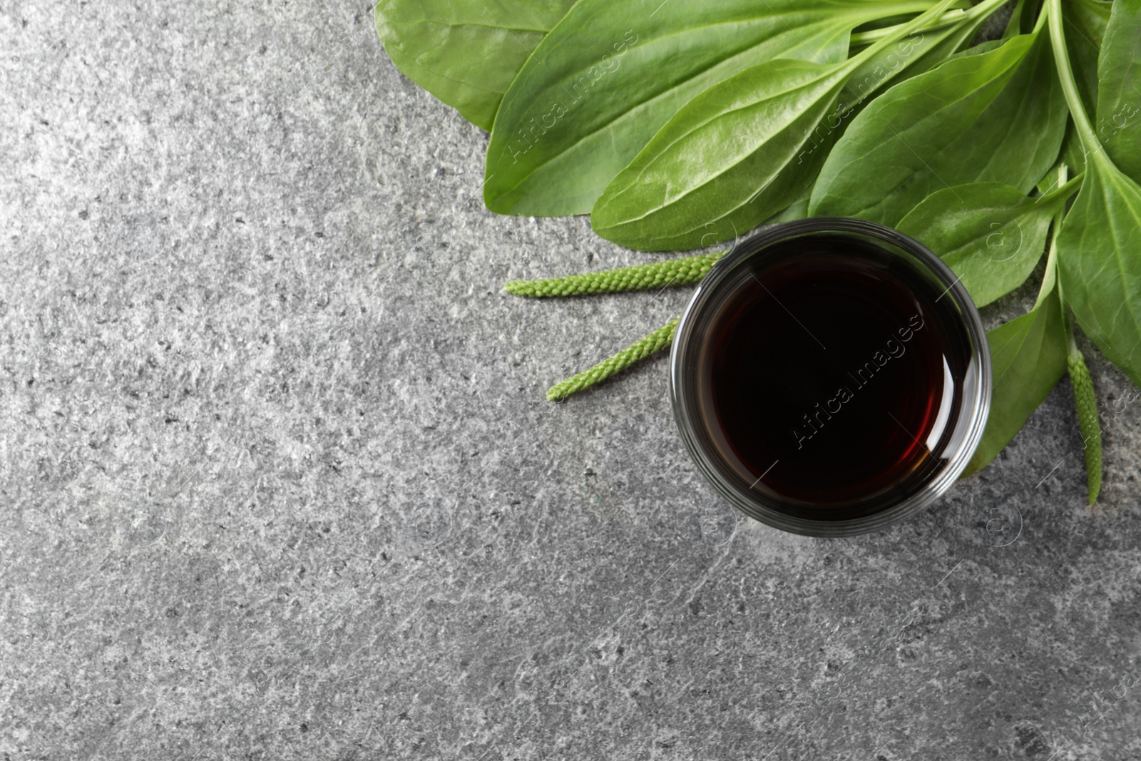 Photo of Broadleaf plantain tincture on grey table, flat lay. Space for text