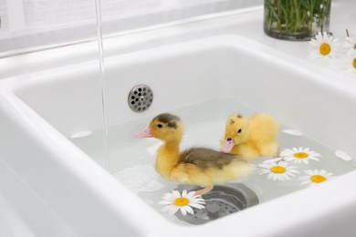 Photo of Cute fluffy ducklings swimming in sink with chamomiles indoors. Baby animals