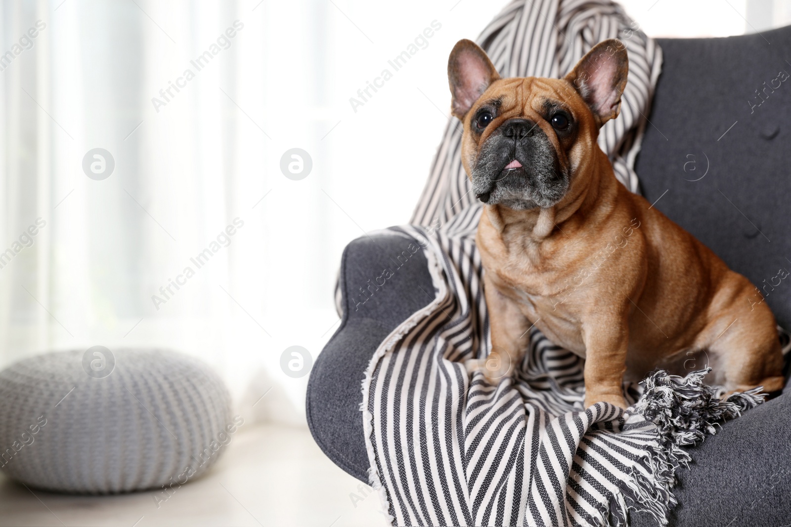 Photo of Funny French bulldog in armchair at home. Space for text