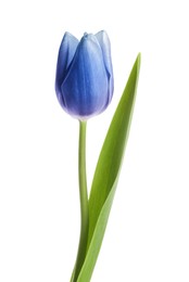 Image of Beautiful blue tulip isolated on white. Bright flower