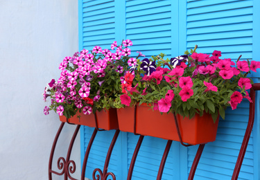 Photo of Beautiful bright petunia flowers in pots outdoors