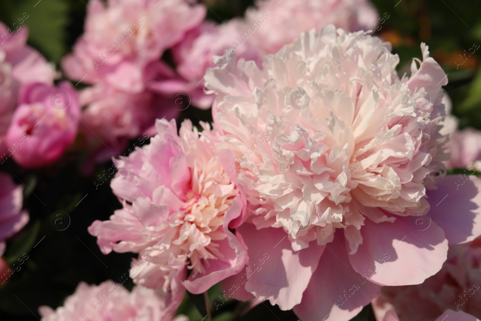 Photo of Wonderful blooming pink peonies in garden, closeup