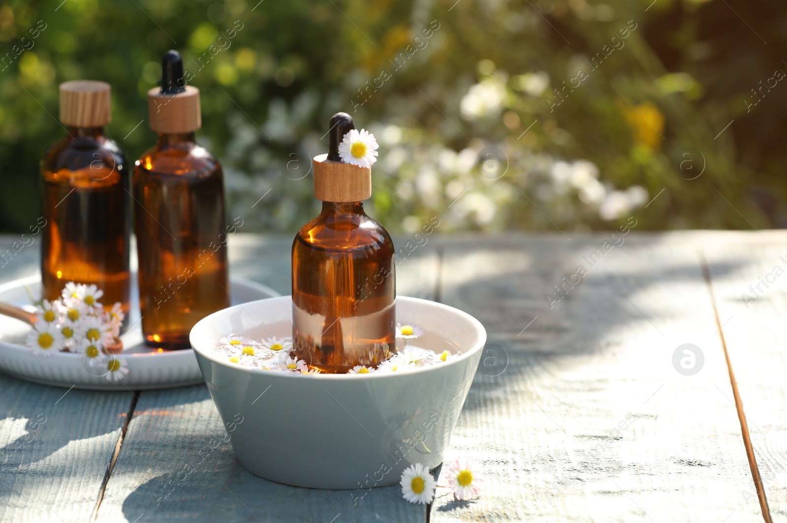 Photo of Bottles of chamomile essential oil and flowers on grey wooden table, space for text