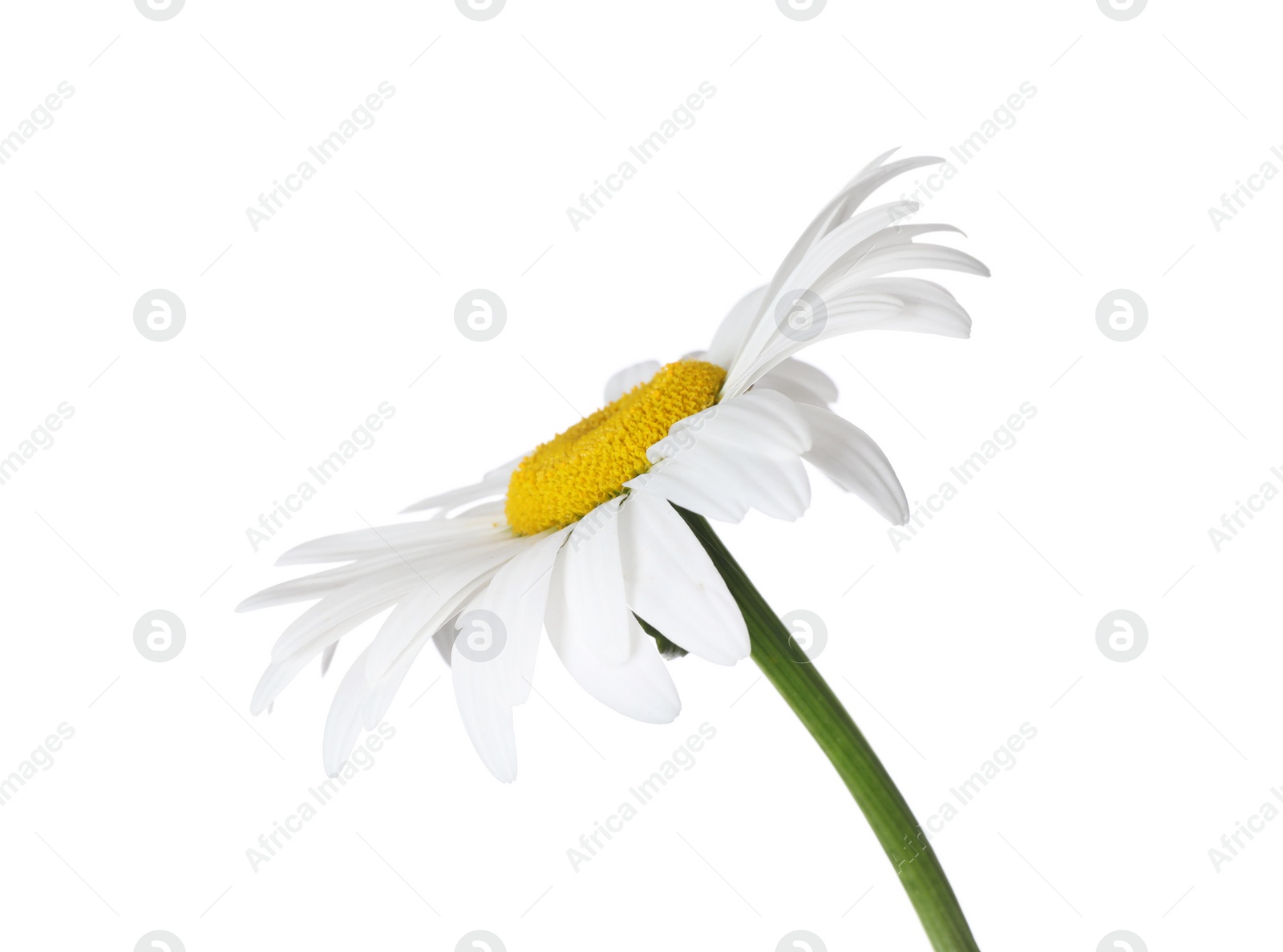 Photo of Beautiful fragrant chamomile flower isolated on white