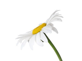 Photo of Beautiful fragrant chamomile flower isolated on white