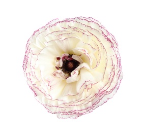 Photo of Beautiful ranunculus flower isolated on white, top view