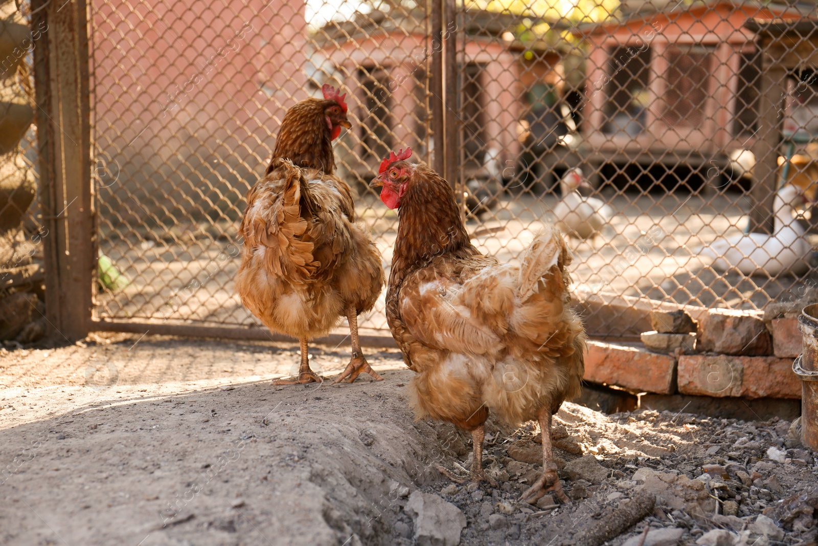 Photo of Two beautiful hens in yard. Domestic animals