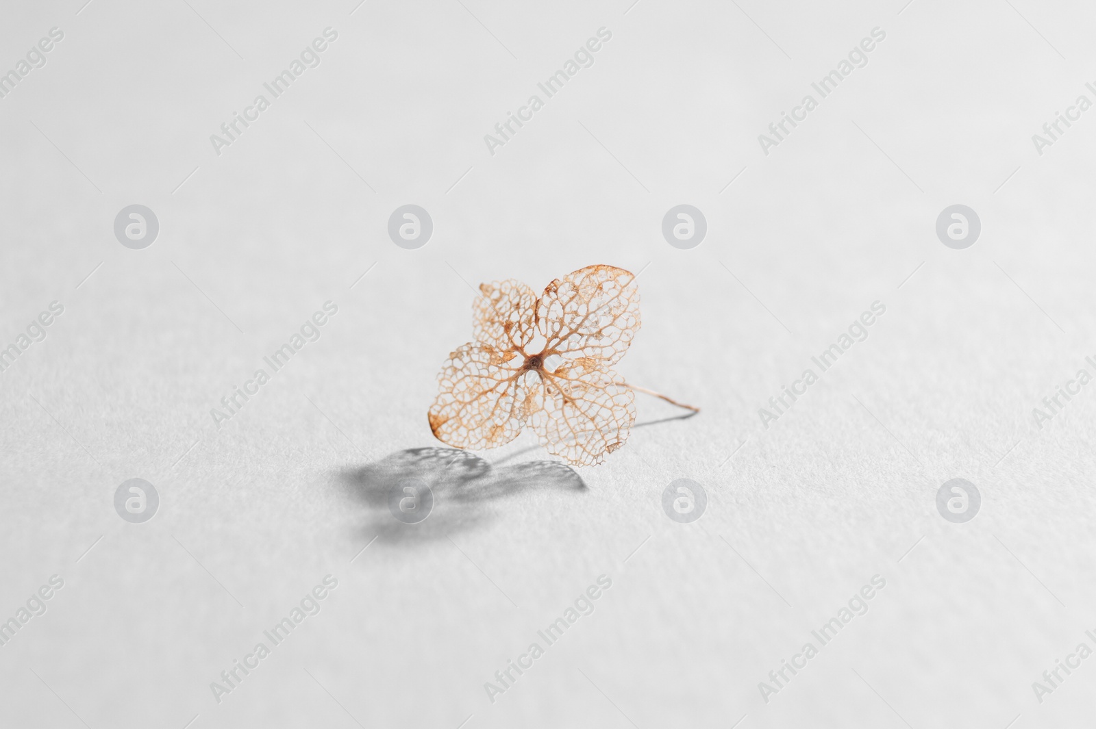 Photo of Beautiful dried hortensia flower on light background