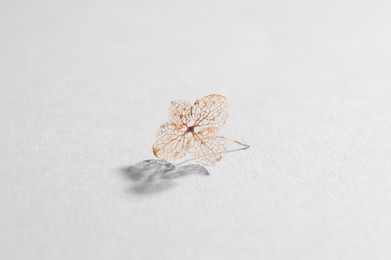 Photo of Beautiful dried hortensia flower on light background