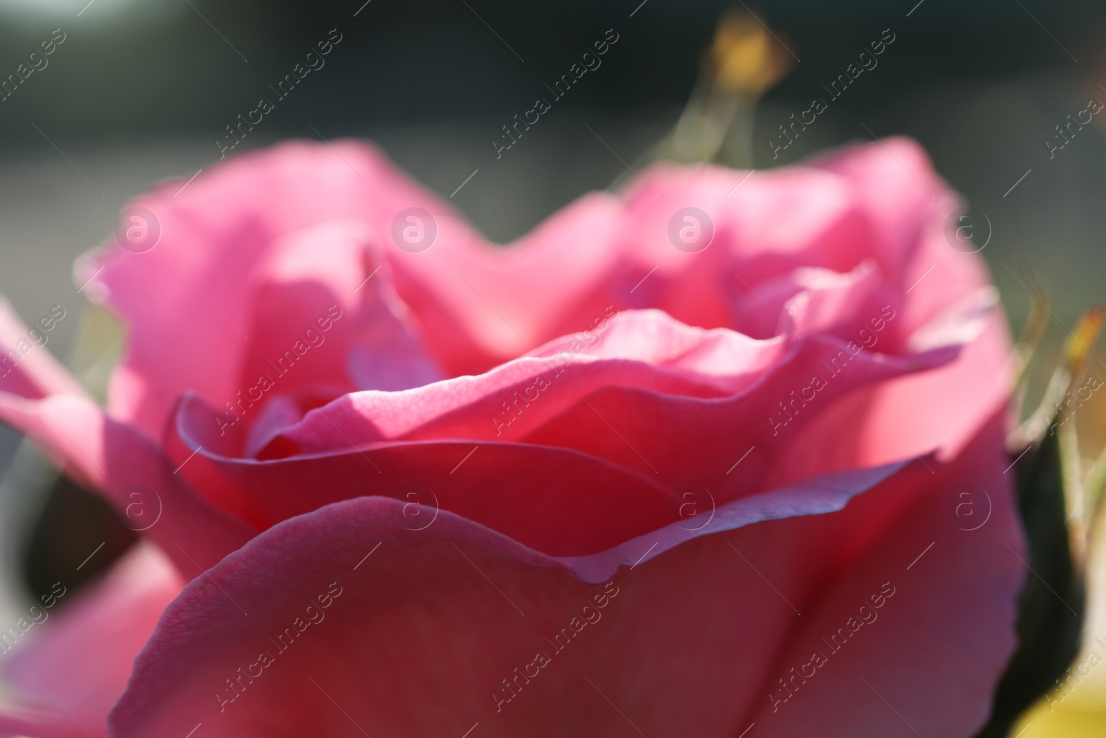 Photo of Closeup view of beautiful blooming rose against blurred background