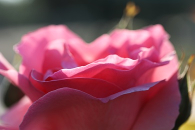 Photo of Closeup view of beautiful blooming rose against blurred background