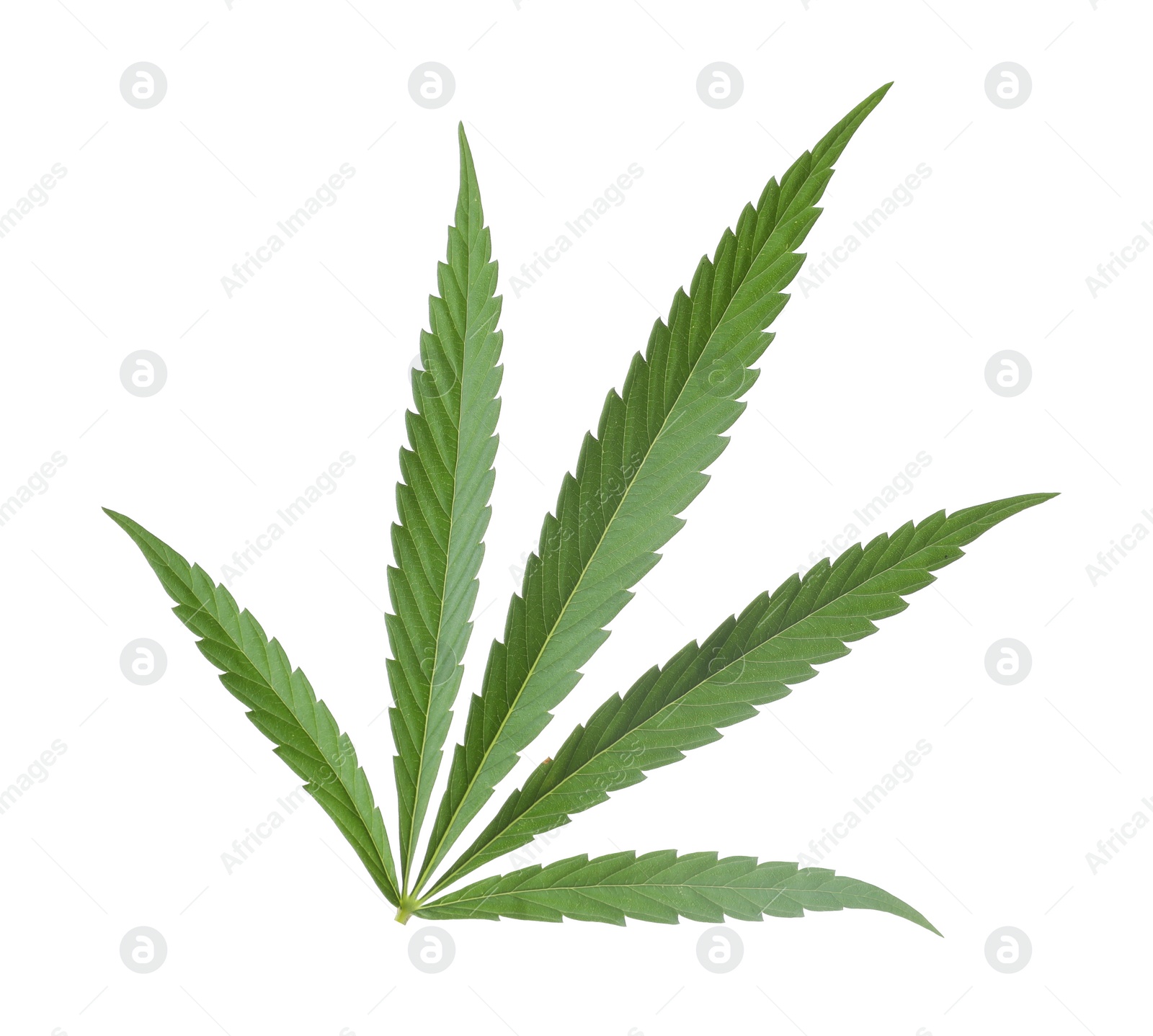 Photo of Green organic hemp leaf on white background