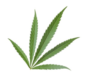 Green organic hemp leaf on white background