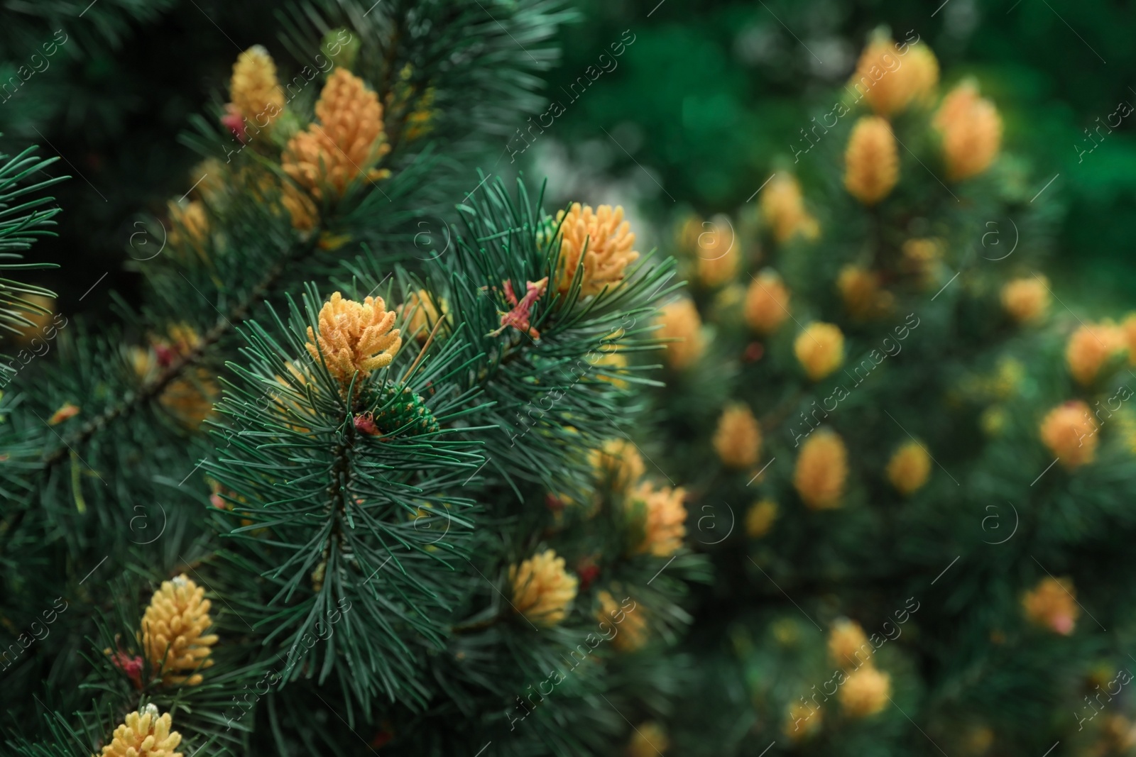 Photo of Beautiful evergreen tropical conifer tree in botanical garden, closeup. Space for text